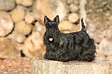 SCOTTISH TERRIER 137